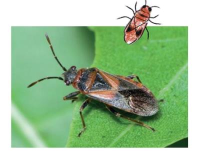 Cimice dell olmo foto 