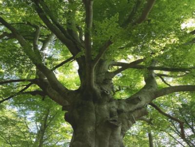 Conservazione degli alberi monumentali in Emilia-Romagna foto 