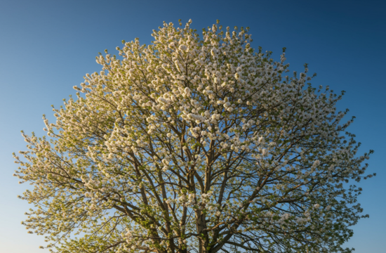 Un albero dal fiore bianco foto 